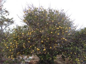 Lemon tree, Ayia Napa