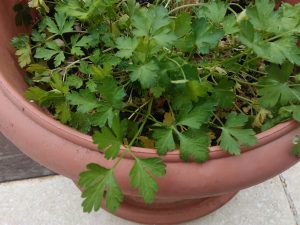 Potted Parsley